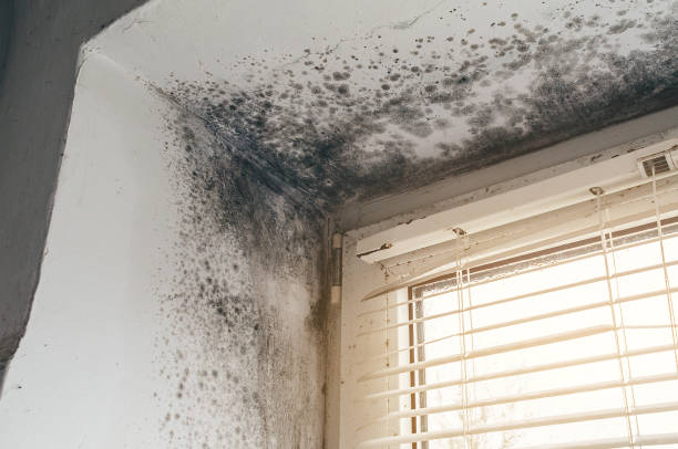 Affordable Basement Mold Remediation solutions in Highland, NY