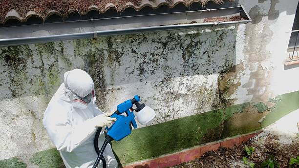 Top rated local Basement Mold Remediation specialists in Highland, NY